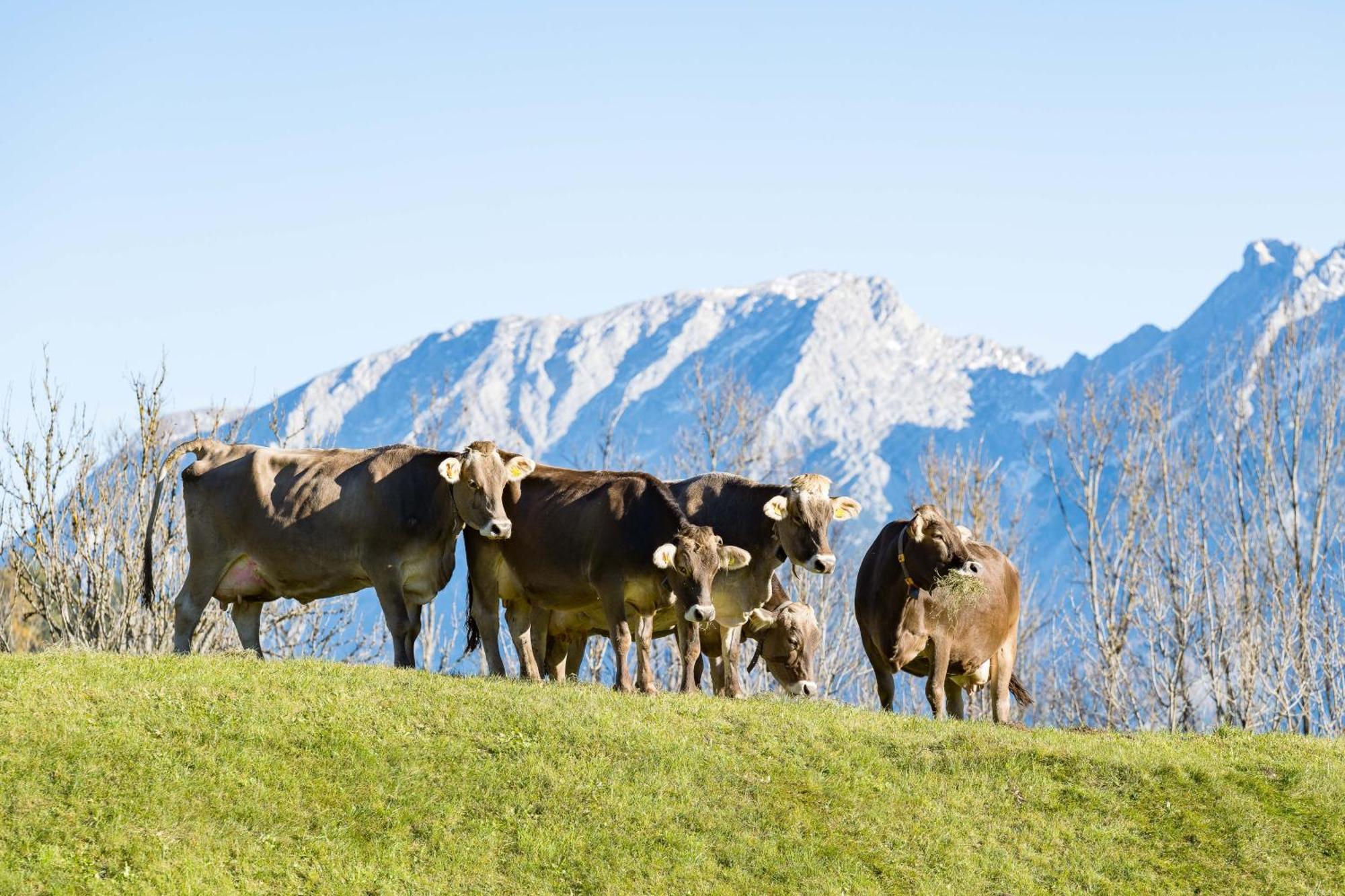 Wagnerhof Pichl bei Aussee